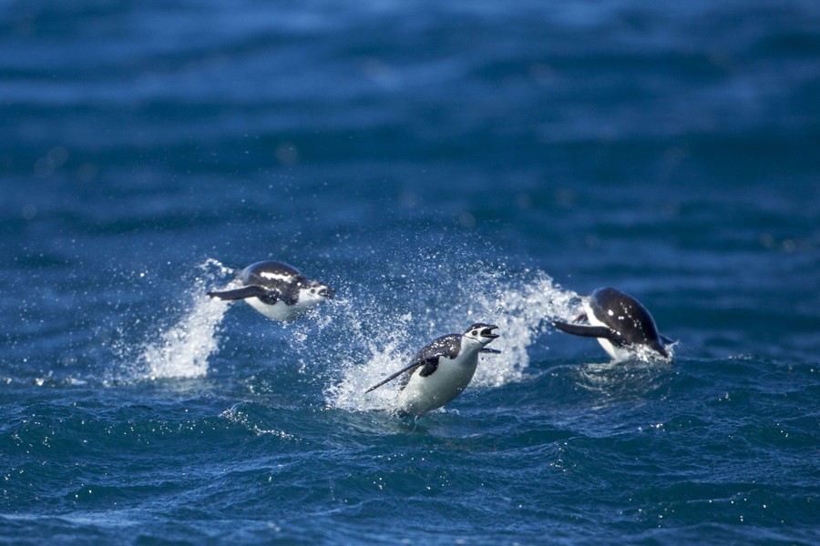 Photos World Penguin Day 2023 The Atlantic
