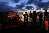 A group of people butcher a bowhead whale on a beach.