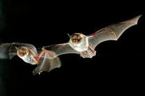 Two bats fly.