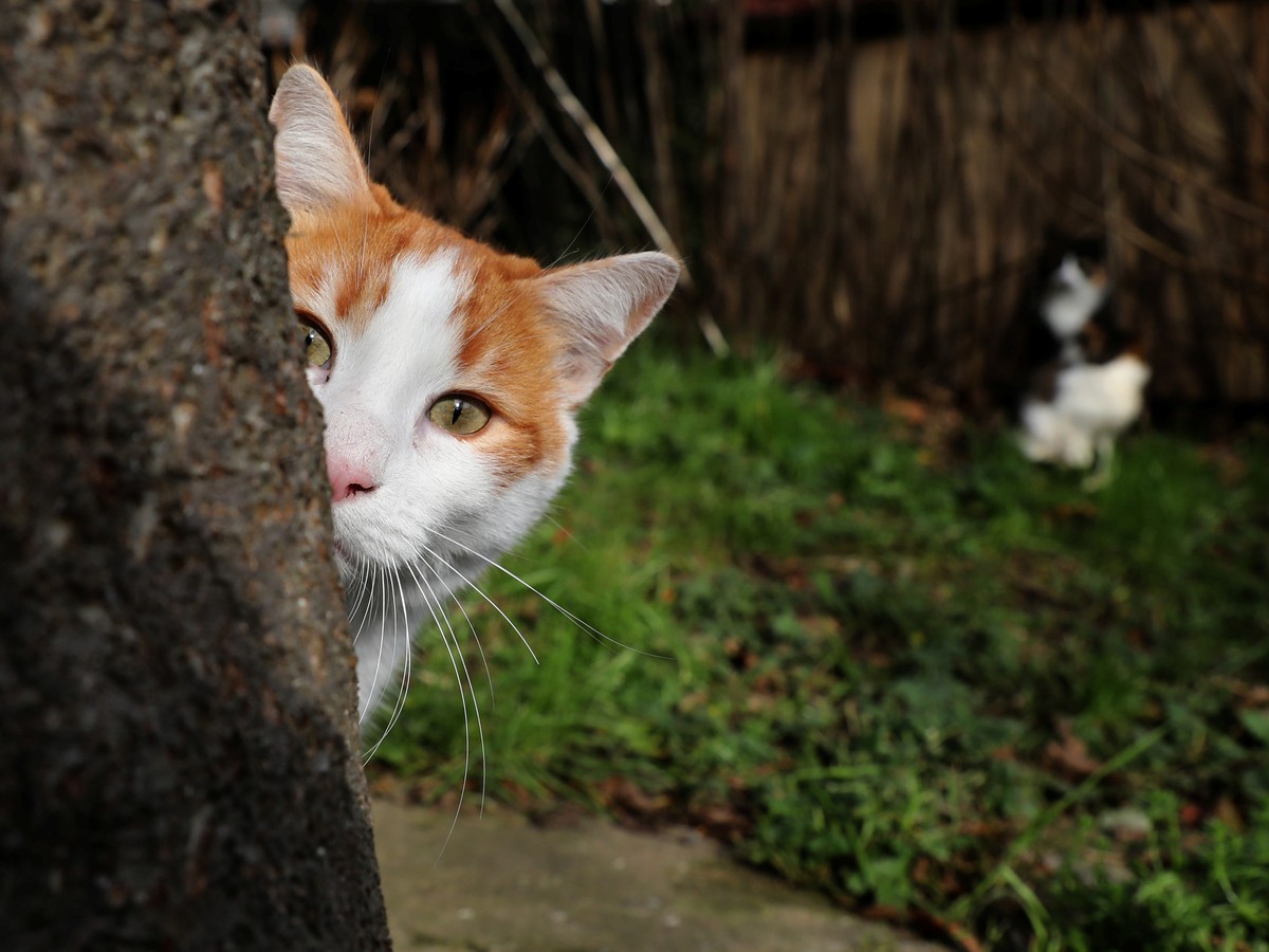Finally Scientists Know Why Toxoplasma Has Sex In Cats The Atlantic Finally Scientists Know Why Toxoplasma Has Sex In Cats The Atlantic