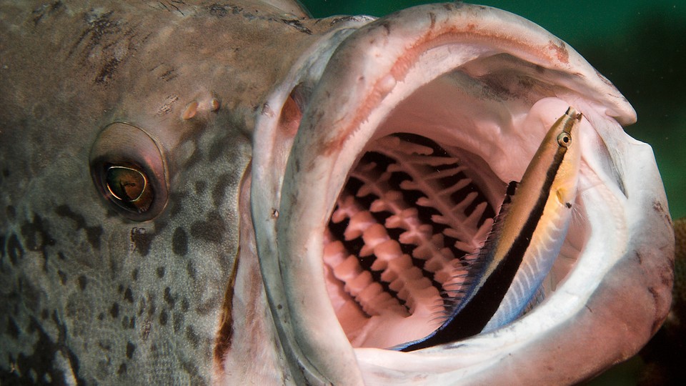 A cleaner wrasse cleans out the mouth of a cod