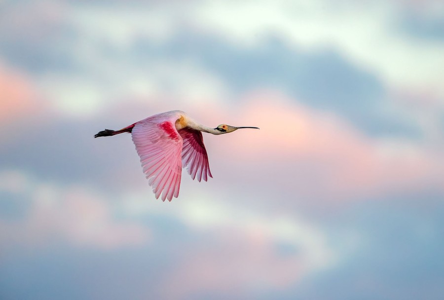 A pink roseate spoonbill flies across a colorful sky.