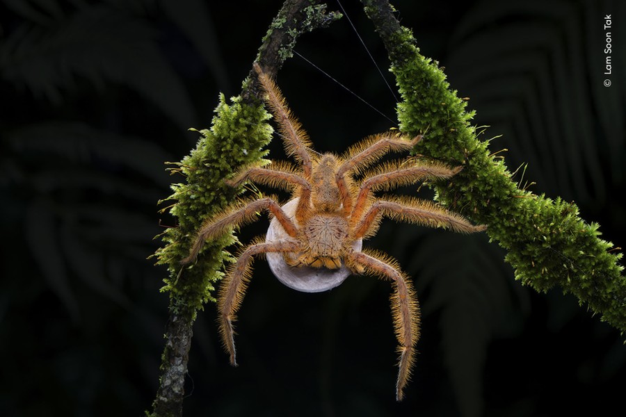 A spider with hairy legs guards an egg sac on mossy branches.