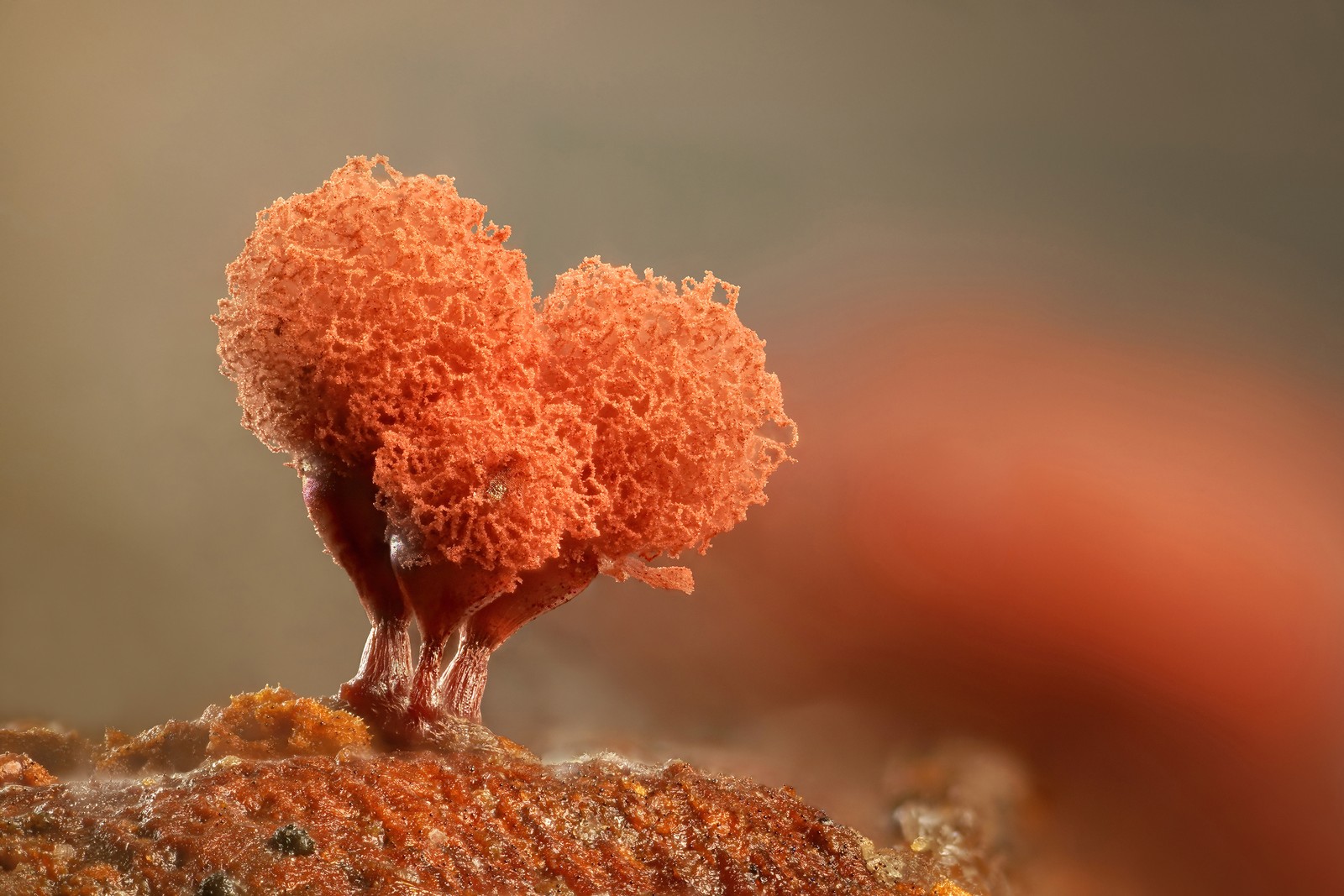 A tree-like orange slime mold, seen with a microscope