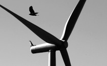 A bird flies past a wind turbine.