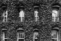 Black and white phot of an ivy-covered wall of windows