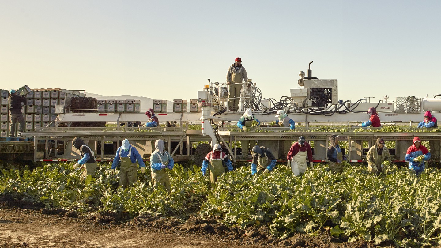 farmworkers pick crops in a field