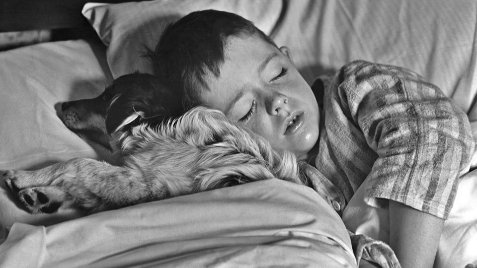 Boy sleeps with his dog in a bed