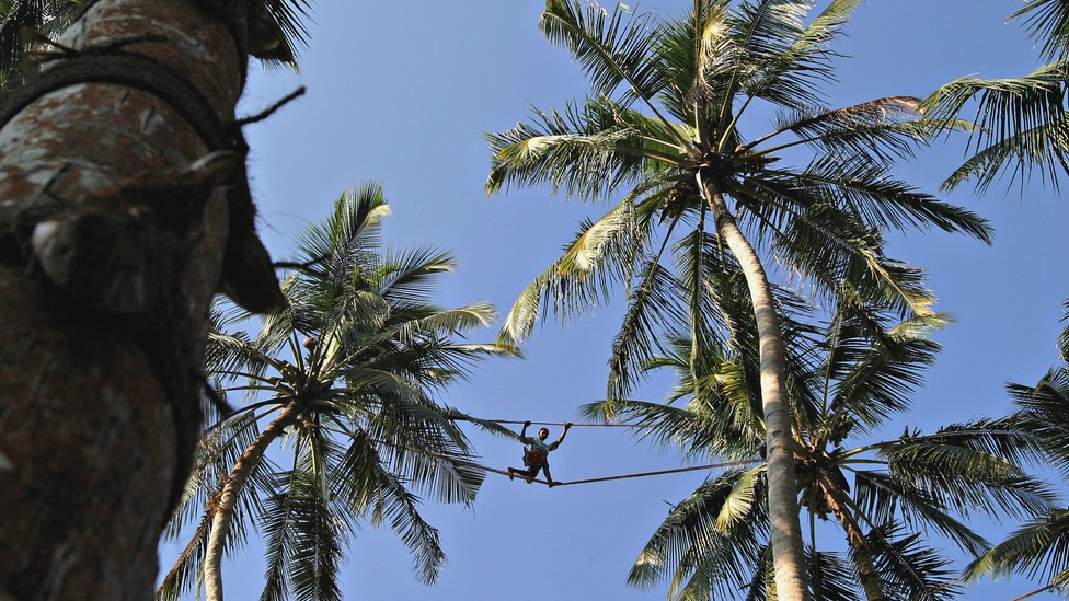 The World’s Coconuts Are in Danger The Atlantic