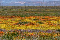 A broad, flat field full of colorful flowers