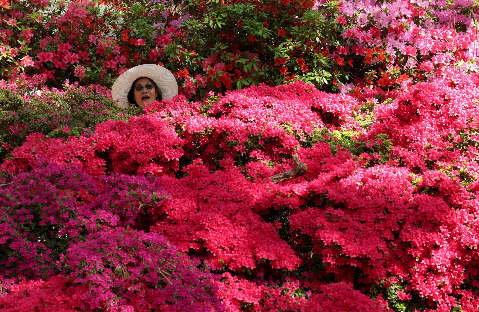 A person wearing a broad-rimmed hat looks at large flowering bushes.