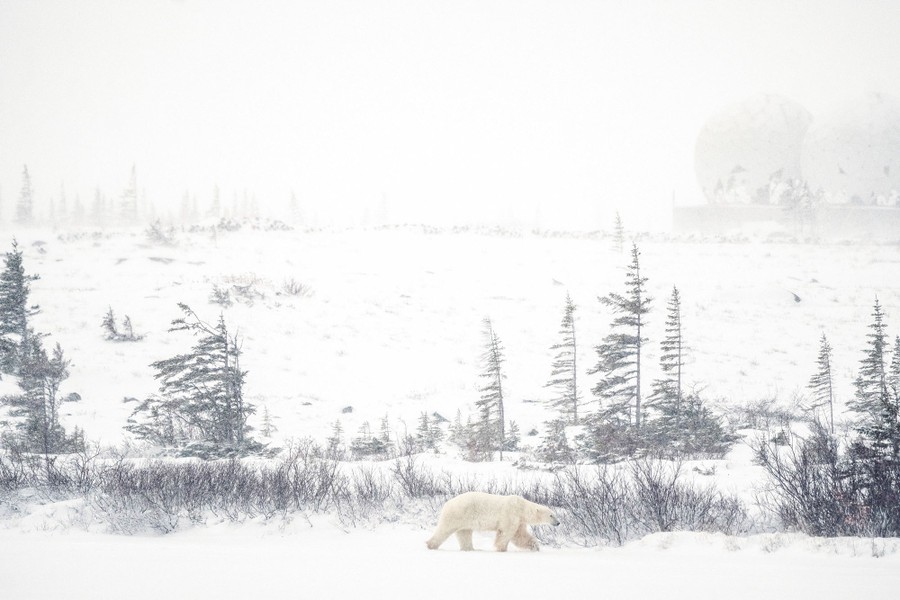 A polar bear walks in a snowy field near small trees.
