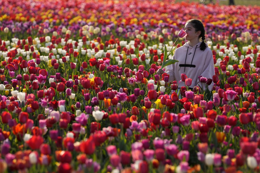 A visitor picks flowers in a tulip field.