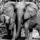 A tuskless female elephant and her calf