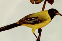 a yellow finch on a branch