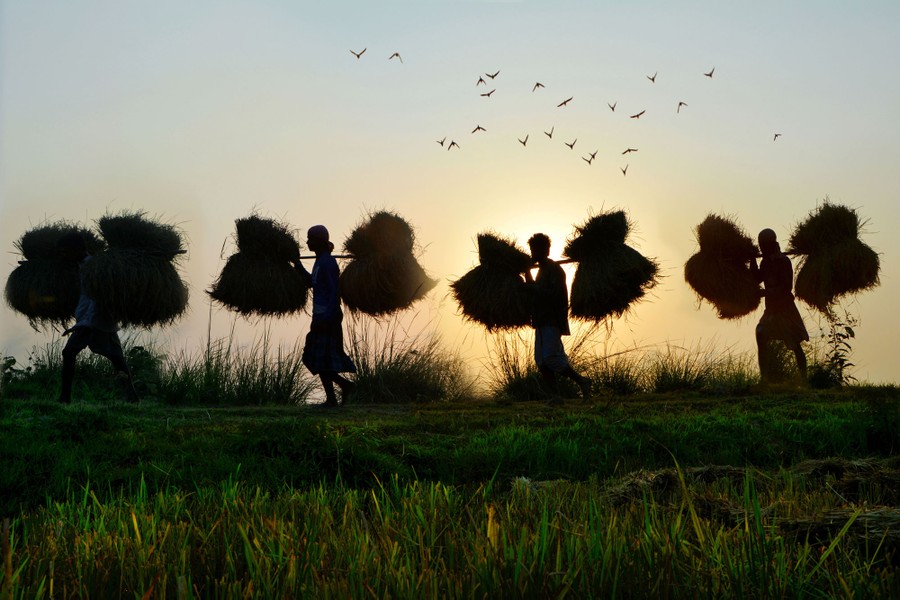 Four people carry bushels balanced on poles in a field.