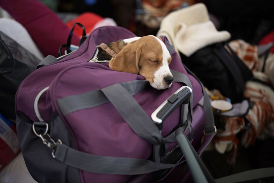A small dog sleeps in a travel bag, its head poking out of the zippered top.