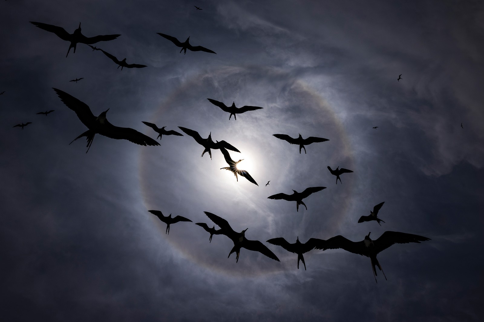 A group of birds soar overhead, seen silhouetted by the sun above.