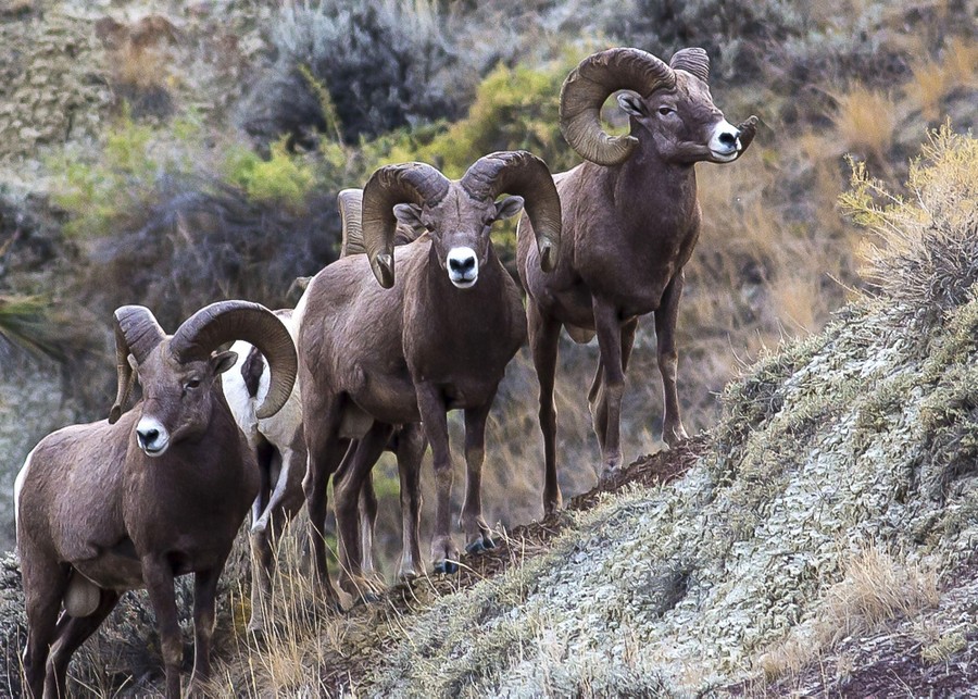 Several bighorn sheep stand on a hillside.