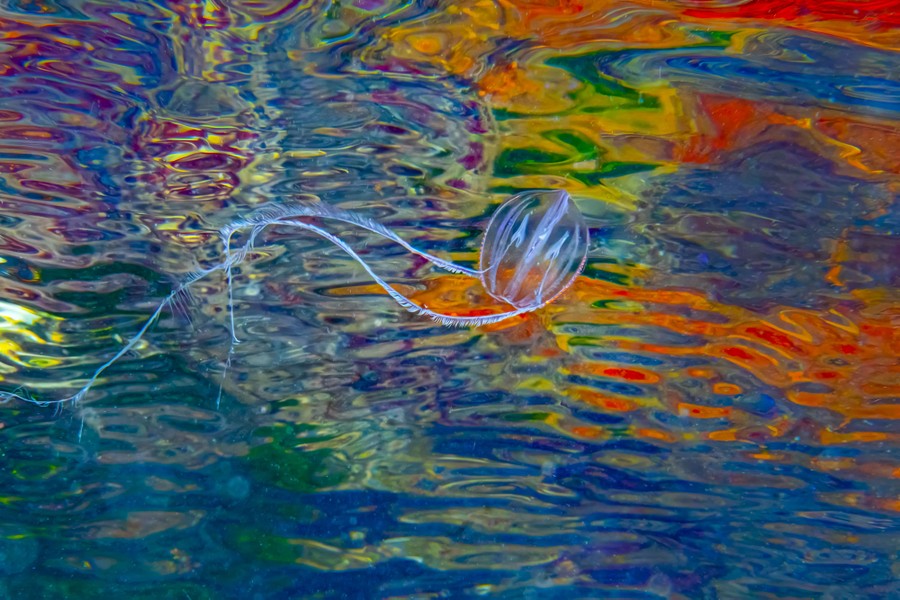 A small jellyfish floats past, with colorful refractions seen in the water's surface.