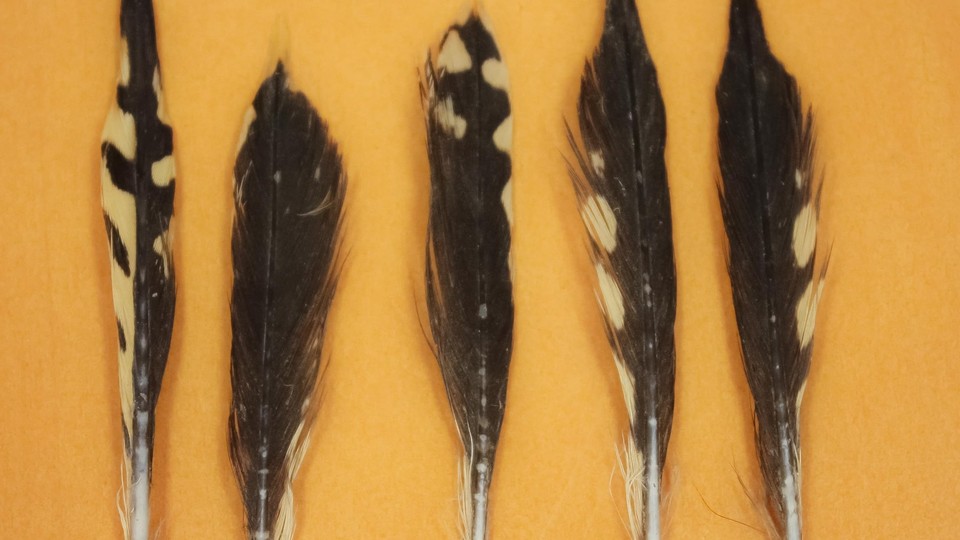 Feathers from the stomach of a tiger shark