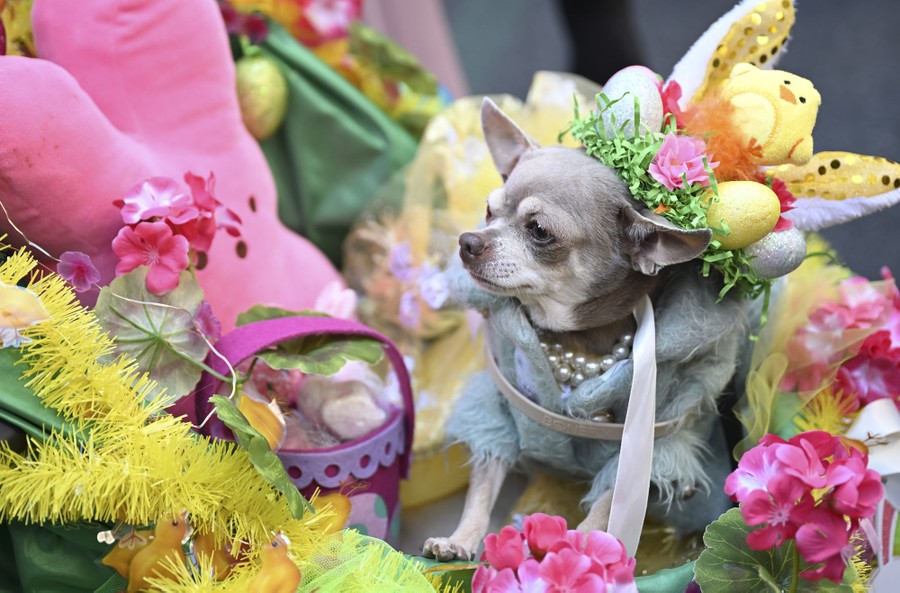 A small dog wearing a colorful costume